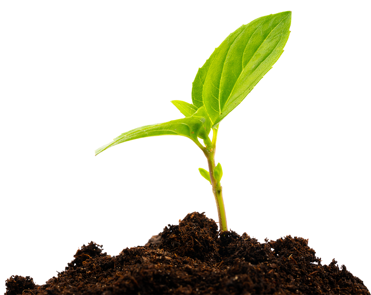 Tree sapling being planted